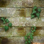 Dry Rotting Wood in Llanarth 4