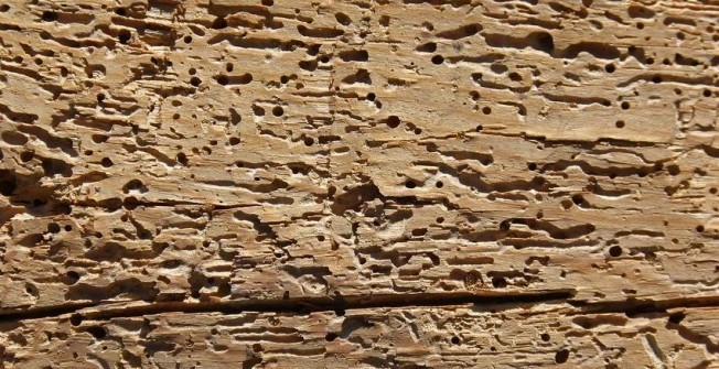 Woodworm Treatment in Aberdulais