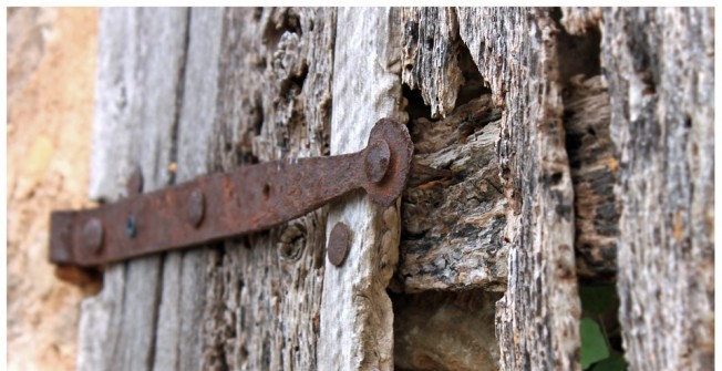 Dry Rot  in Walton