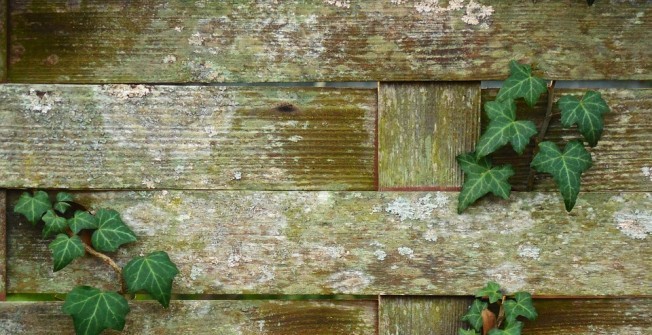 Wood Rotting in Bridge End